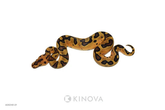 Fire Jaguar Clown Ball Python by KINOVA