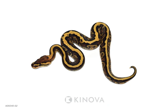 Fire Pixel Jaguar Het Clown Ball Python by KINOVA
