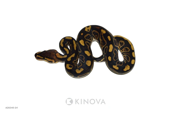 Chocolate Pixel Jaguar Het Clown Ball Python by KINOVA