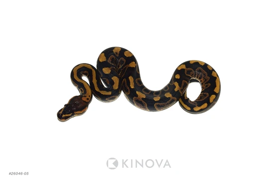 Pixel Chocolate Het Clown Ball Python by KINOVA