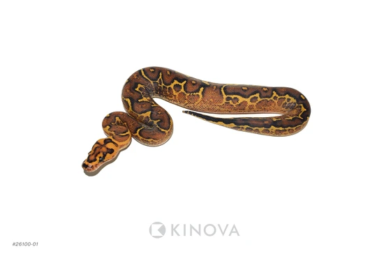 Freeway Clown Het Pied Ball Python by KINOVA