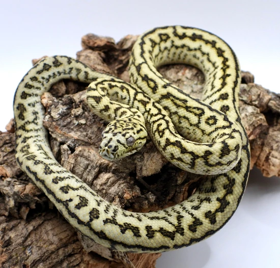 Zebra Diamond Python Gamma Ocelot Zebra Diamond Jungle Jag Het Axanthic *FREE SHIPPING ...