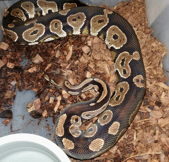 Black Head Ball Python by J&K Reptiles