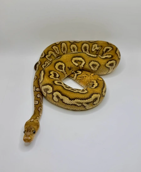 Pompeii Python GHI Pompeii Ball Python by Python Paradise