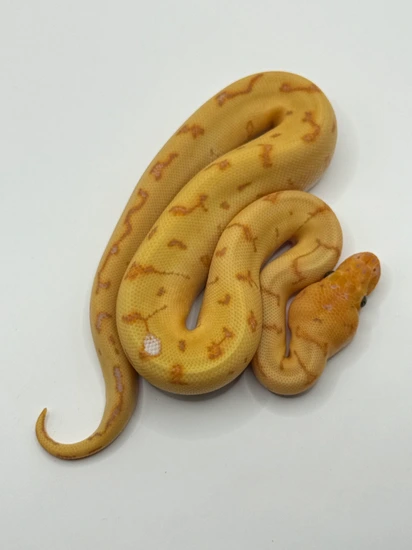 Banana Pinstripe Clown (Enchi) Paradox Spot Ball Python by Steel Valley ...