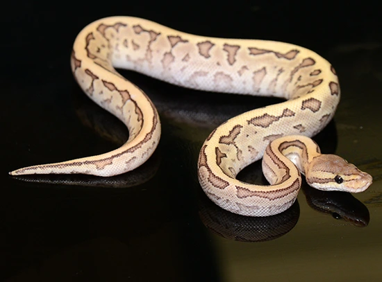 Super McKenzie Mojave Pinstripe Leopard Ball Python by Jon's Jungle, LLC