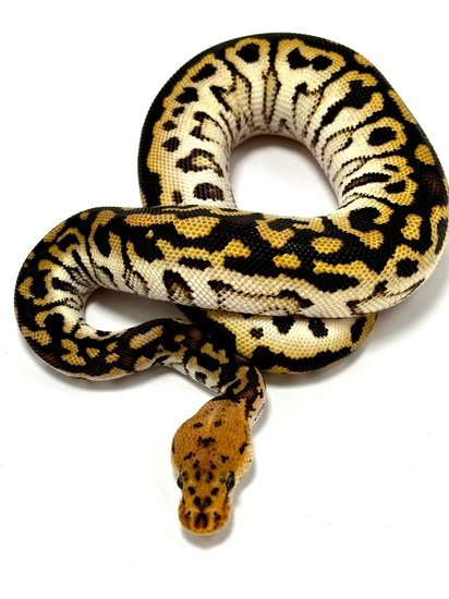 Redhead Spotnose Clown Ball Python by JLP Morphs