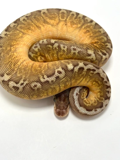 Pastel Spotnose Redstripe Sunset Ball Python by JLP Morphs