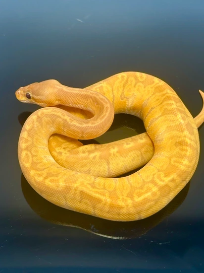 Sunset Ultramel Ball Python by JLP Morphs