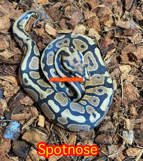 Pink Ball Nose Python Spotnose Ball Python by JmegaReptiles