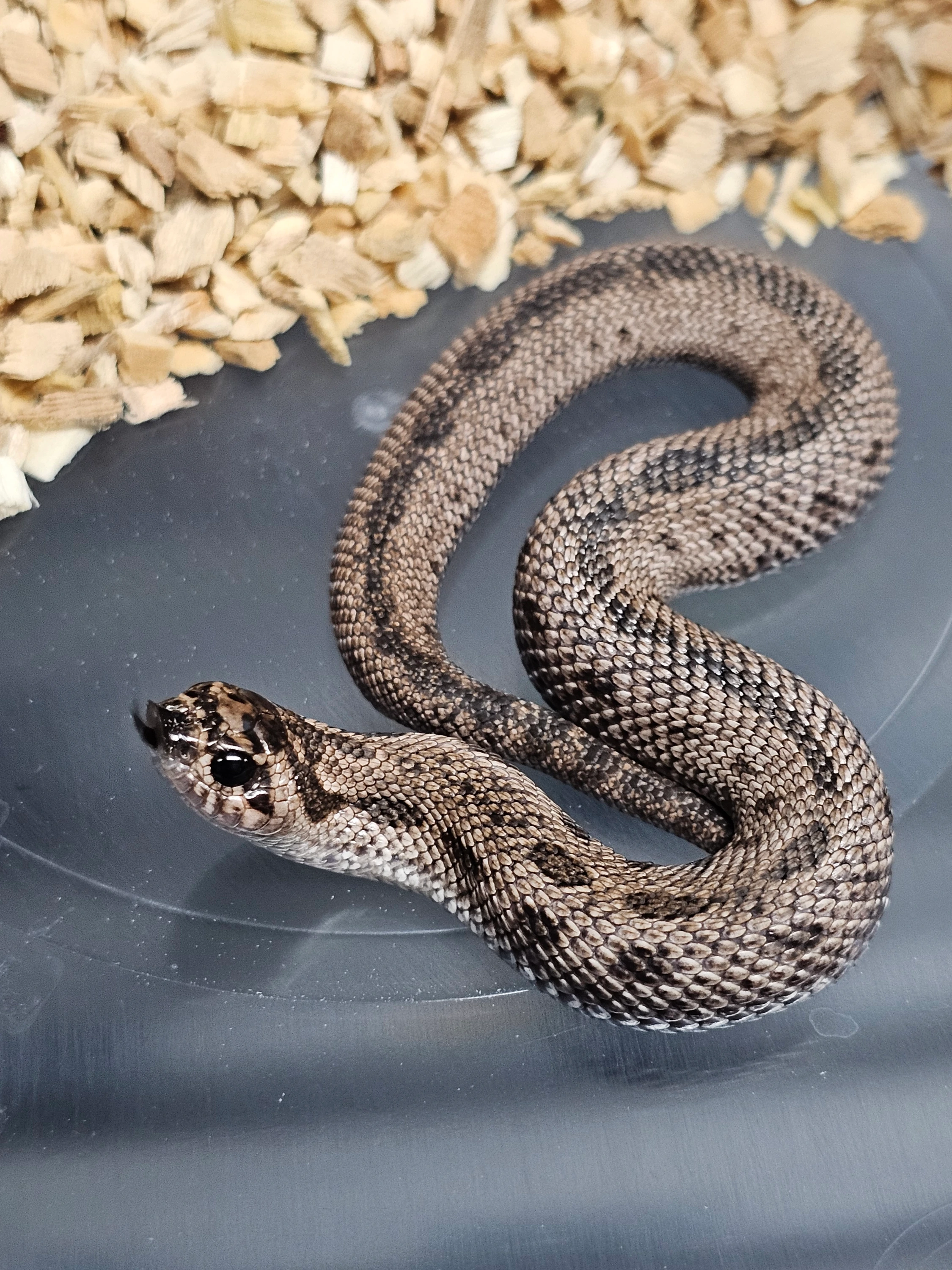 Super Arctic Anaconda Het Swiss Chocolate Het Sable Het Albino