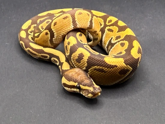 Monarch 50% Het Puzzle Ball Python by Morph Combat