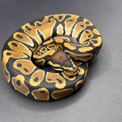 66% Het Monarch 50% Het Puzzle Ball Python - male for sale from Morph Combat