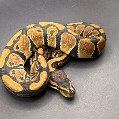 66% Dbl Het DG G-Stripe Ball Python - female for sale from Morph Combat