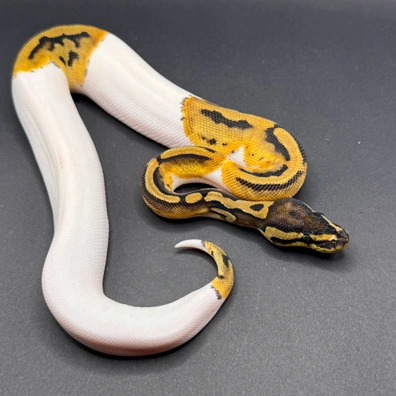 Pied Het Clown Pos Het DG Ball Python - female for sale from Morph Combat