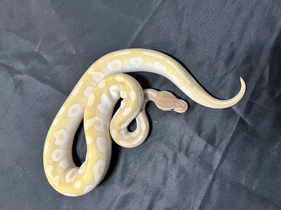 Crystal Ball Python by Odin Reptiles