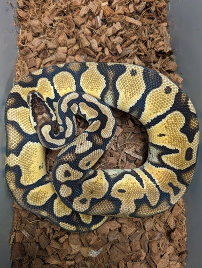 NO RESERVE RTB Pastel Het Sunset Ball Python by SNKE LTD