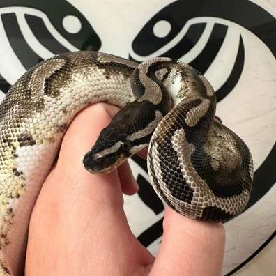 Leopard VPI Axanthic Pied - Female Ball Python - female for sale from JNetics