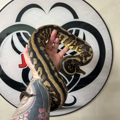 Group Of 4 Amazing Ball Pythons Ball Python - unknown for sale from JNetics
