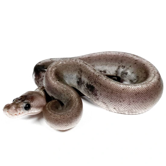 8 Ft Ball Python Urban Camo (8-Ball) Ball Python by Trinity Herps