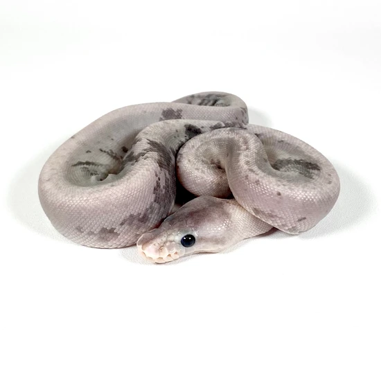 Urban Camo (Klller 8-Ball) Ball Python by Trinity Herps