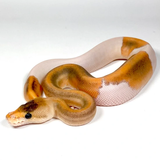 Black Pastel Sandblast Het Pied 50% Het Albino Ball Python by Trinity Herps