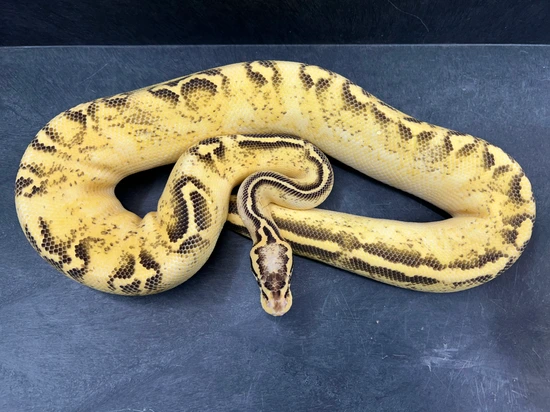 Pastel Mocha Ball Python Pastel Freeway Poss Mocha Sable Ball Python by Brotherly lovexotics