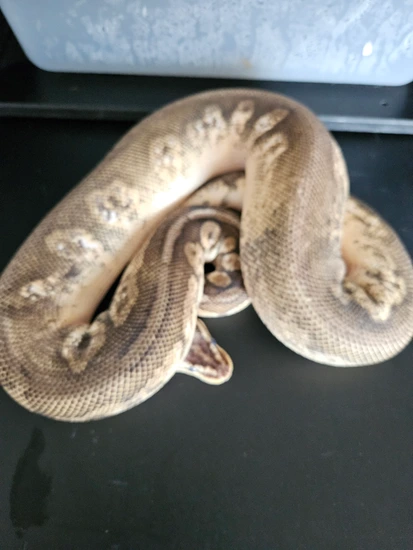 Super Pastel Calico Fire Poss Het Clown Ball Python by Exotic Coils