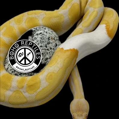 Candino Enchi Yellowbelly Het Pied Ball Python - male for sale from BOHO Reptiles