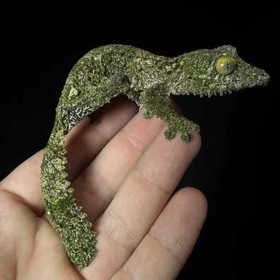 100+ Leaf-Tailed Geckos For Sale | MorphMarket