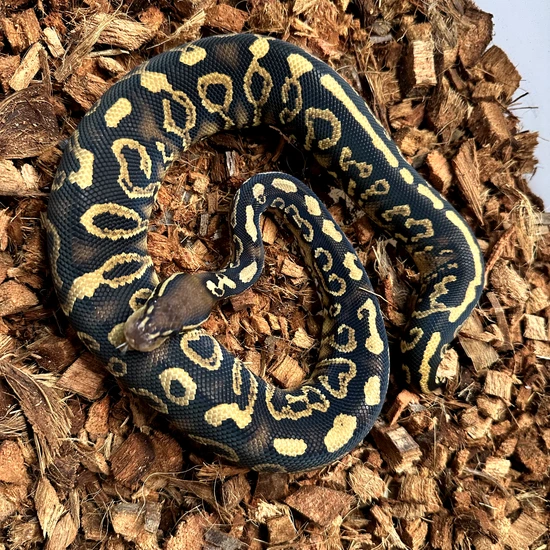 Black Pastel YB Hurricane Het Clown Ball Python by Cross Bones Ball Pythons