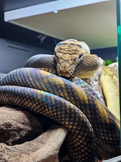 2020 CBB Barneck Scrub Python by John Nygren Reptiles