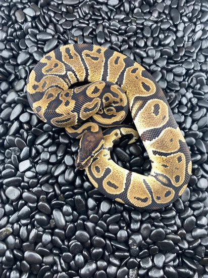 Normal Ball Python by Black Rock Balls