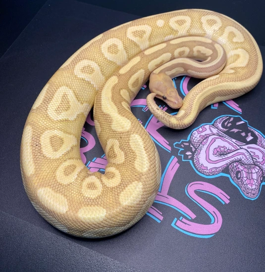 Coral Glow Pastel Mojave 50% Genetic Stripe Ball Python by Black Rock Balls