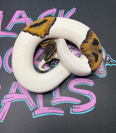Pied Ball Python by Black Rock Balls