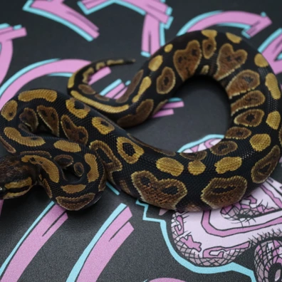 Vudoo Ball Pythons For Sale | MorphMarket
