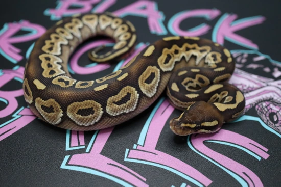 HRA Mojave Ball Python by Black Rock Balls