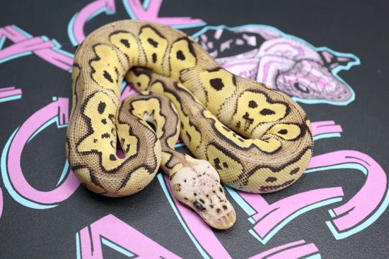 Pastel Clown 50% Candy Ball Python by Black Rock Balls