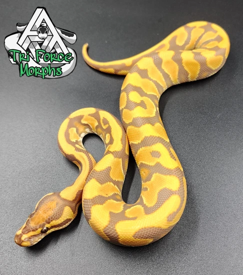 Super Orange Dream Yellow Belly Ultramel Poss. Het Cryptic Ball Python ...
