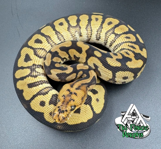 Mahogany Spotnose Red Stripe Or Yellow Belly Clown Ball Python by Tri ...