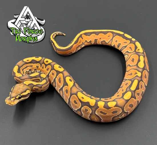 Anthro Python Black Pastel Enchi Vanilla Orange Ghost( Hypo) Ball Python by Tri Force ...