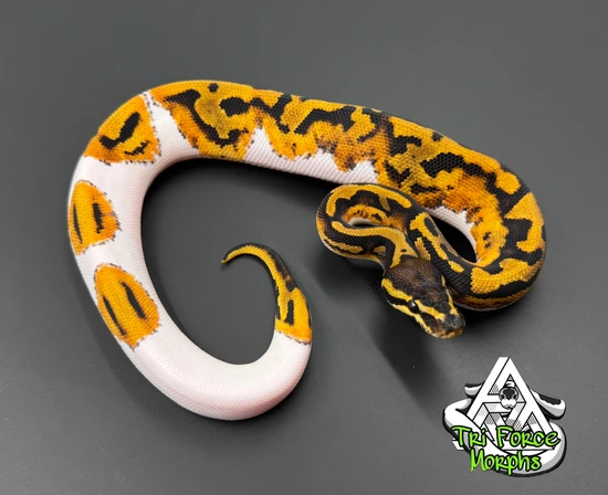 Scrambler Pied 100% Het Ghost Ball Python by Tri Force Morphs