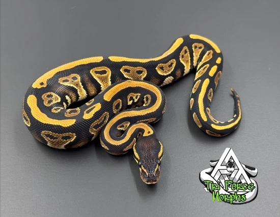 Black Head Red Gene 100% Het Clown 66% Het Orange Ghost Ball Python by ...