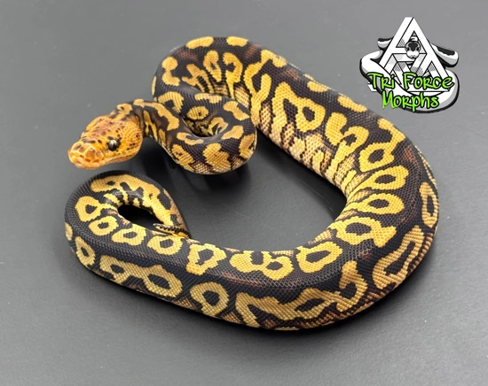 Spotnose Mahogany Red Stripe Possible Yellow Belly Clown Ball Python by ...