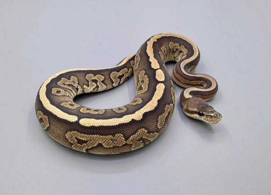 Red Stripe Cinnamon 100% Het Vpi Axanthic 100% Het Ghost Ball Python by ...