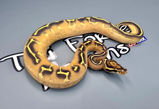 Orange Dream Freeway Fire 50% Het Clown Ball Python by Tri Force Morphs