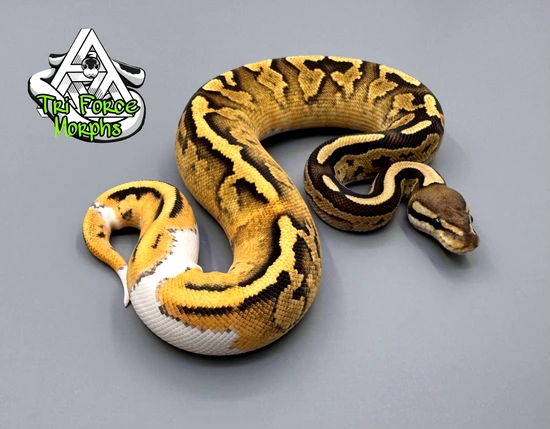 RAZOR FLAME "DINKER Project " HET PIED Ball Python by Tri Force Morphs