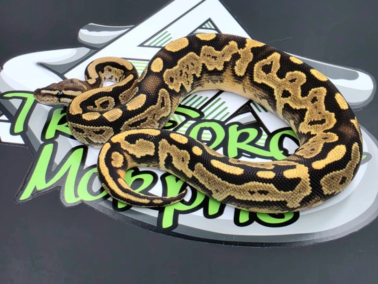 Razor Flame "Dinker" 50% Het Pied Ball Python by Tri Force Morphs
