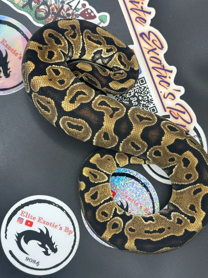 Normal 66% Het Monsoon Ball Python by Elite Exotics BP