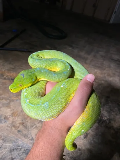 Docile Green Tree Python High Blue by Johnny’s Reptiles